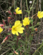 Photo image of Hooker's Primrose with yellow flowers